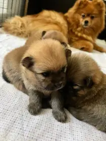 Malý Německý špic-fenky s PP- orange