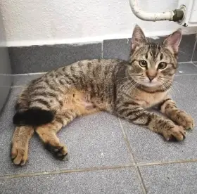 Kočička Gábinka hledá nový domov