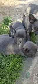 Francouzský buldoček štěňata sky blue