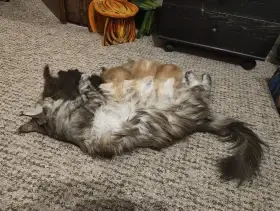 S maminkou, Oligarchy Esme