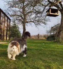 Taťka, Adelheids Oligarch PP