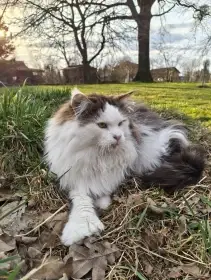 Poly taťka, Adelheids Oligarch PP