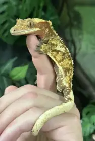 Pagekon řasnatý Dark Base Extreme Harlequin