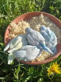 Nabízím mláďata andulek