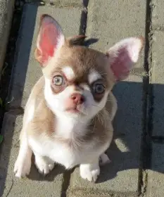 Čivava krátkosrstá s PP