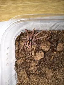 Sklípkani - samci, samice, mláďata