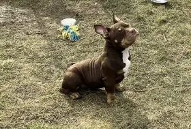American Bully Micro