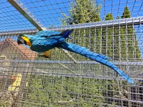 Ara Ararauna 2025