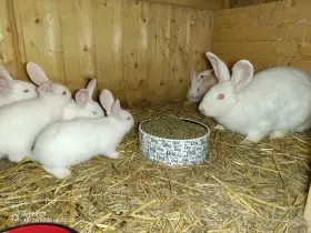 Mladí králici