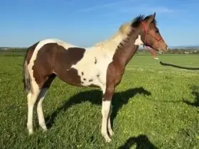 American Paint Horse