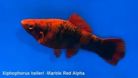 Mečovky Red Alpha