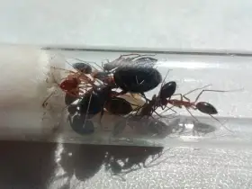 Prodávám několik exotických mravenců