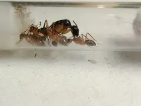 maculatus