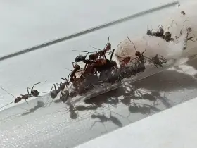 nicoberensis