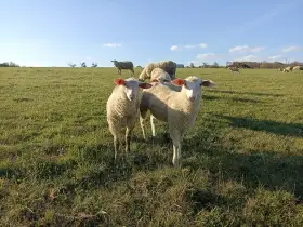 Prodám jehňata
