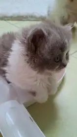 Lucinka Mikešův dvůr CZ