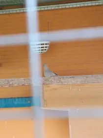 Holoubek diamantový