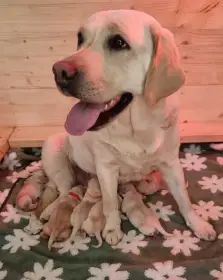 Labradorský retrívr - žlutá štěňátka s PP