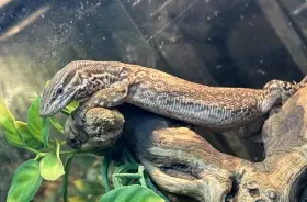 Sháním varanus acanthurus (varan ostnoocasý)