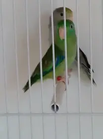Koupím
