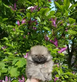 Pomeranian