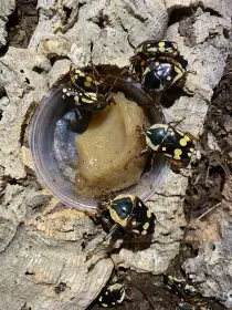Cheirolasia burkei
