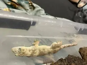 Gehyra marginata samec