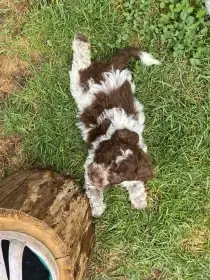 Lagotto Romagnolo s PP