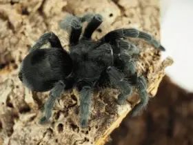 Novinky na www.hades-spiders.cz