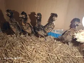 Paduánka zdrobnělá - kuřata