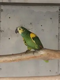 Amazoňan modročelý xanthopteryx