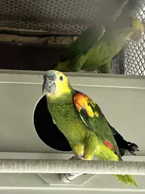 Amazonan