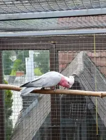 Kakadu růžový 1,0 kroužek 19