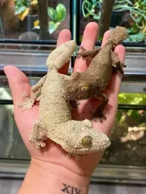1.1 Uroplatus Sikorae Adult