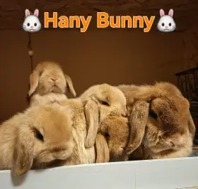Kraličci Mini Lop