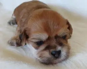 Lhasa Apso štěňata s PP