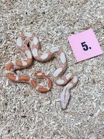 Hroznys kralovsky Albino het Snow Kahl