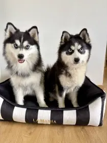 Pomsky štěňata