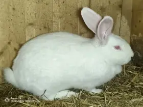 2 x připuštěná samice Hyla k chovu