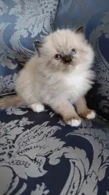 Koťátka Ragdoll