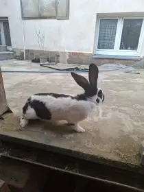 Kralici na zabiti