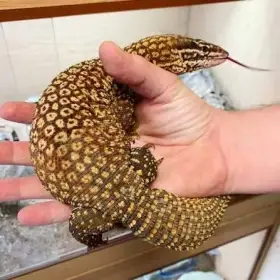 Koupím Varanus acanthurus