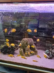 Tropheus kiriza gold
