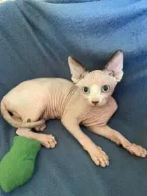 Koťata sphinxe