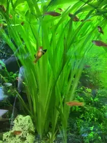 Valisnerija gigantea - akvarijní rostlina