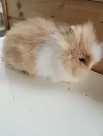 Prodám mláďata zakrslých Teddy králíčků