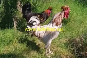 Násadová vejce sandžackého kokrháče