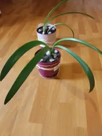 Klivie - Clivia miniata