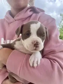 American Bully štěňata s abkc PP
