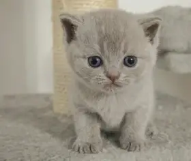Whiskas Koťátka